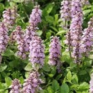 Ajuga reptans 'Rosea' GM P9