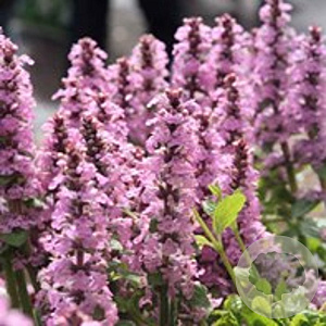 Ajuga reptans 'Rosea' GM P9