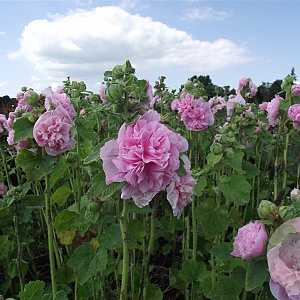 Alcea r. 'Charters Rosa' GM P9