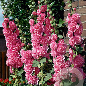 Alcea r. 'Charters Rosa' GM P9