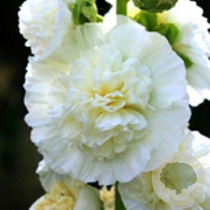 Alcea r. 'Charters Weiss' GM P9