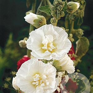 Alcea r. 'Charters Weiss' GM P9
