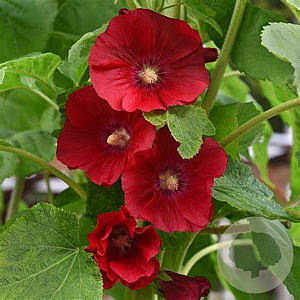 Alcea r. 'Mars Magic' GM P9