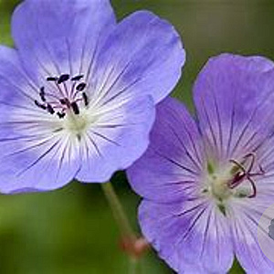 Geranium Bloom Me Away GM P9