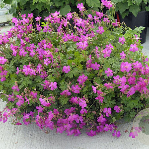 Geranium cant. 'Crystal Rose' GM P9