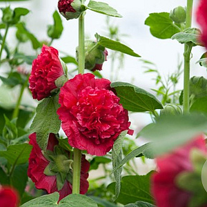 Alcea r. 'Scarlett O'Hara' GM P9