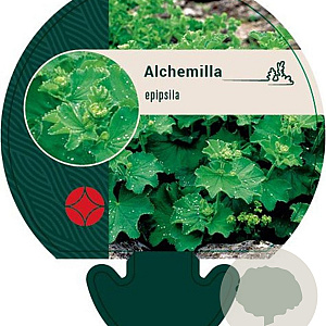 Alchemilla epipsila GM P9