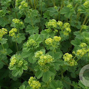 Alchemilla erythropoda GM P9