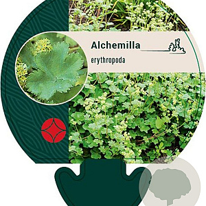 Alchemilla erythropoda GM P9