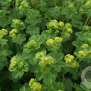 Alchemilla erythropoda GM P9