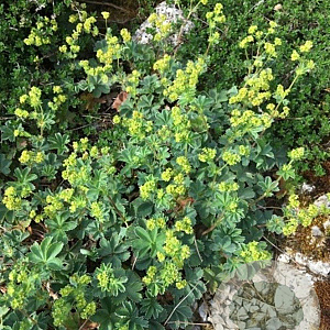 Alchemilla erythropoda GM P9