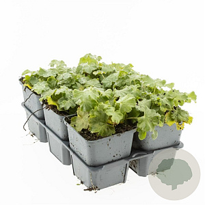 Alchemilla mollis GM P9