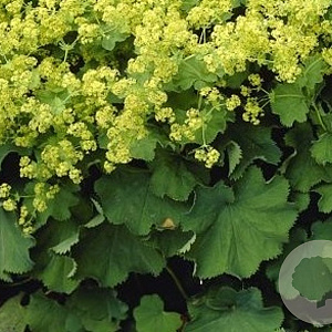 Alchemilla mollis 'Robustica' GM P9