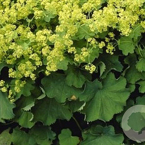 Alchemilla mollis 'Robustica' GM P9