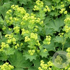 Alchemilla vulgaris GM P9