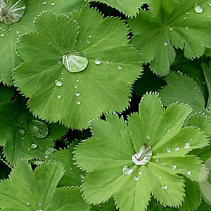 Alchemilla vulgaris GM P9