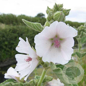 Althaea officinalis GM P9