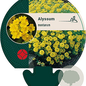 Alyssum montanum GM P9