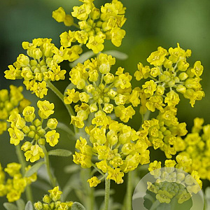 Alyssum montanum GM P9