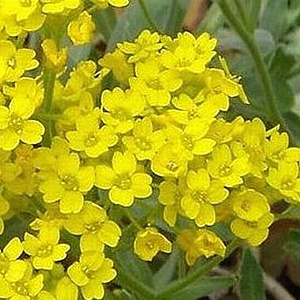 Alyssum montanum 'Berggold' GM P9