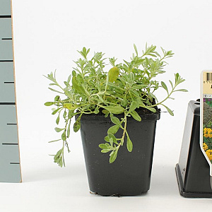 Alyssum montanum 'Berggold' GM P9