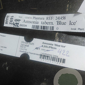 Amsonia 'Blue Ice' GM P9