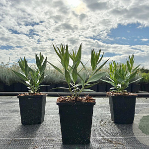 Amsonia 'Blue Ice' GM P9