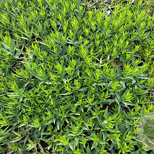 Amsonia 'Blue Ice' GM P9