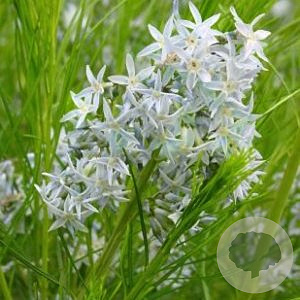 Amsonia hubrichtii GM P9