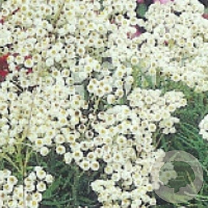 Anaphalis margaritacea GM P9