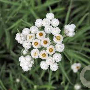 Anaphalis margaritacea GM P9