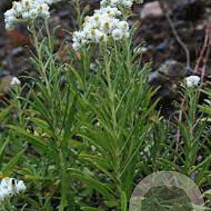 Anaphalis margaritacea GM P9