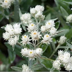 Anaphalis margaritacea 'Neuschnee' GM P9