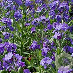 Anchusa azurea 'Loddon Royalist' GM P9