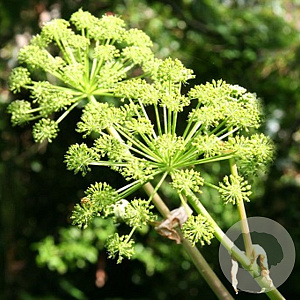 Angelica archangelica GM P9