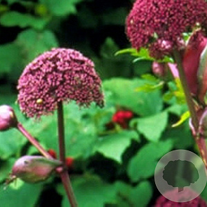 Angelica gigas GM P9