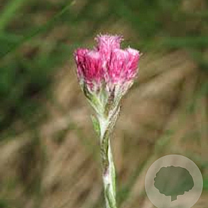 Antennaria dioica 'Rubra' GM P9