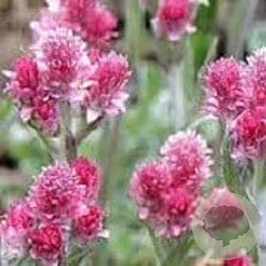 Antennaria dioica 'Rubra' GM P9