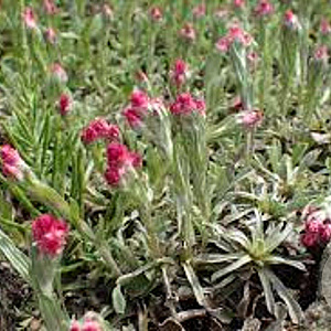 Antennaria dioica 'Rubra' GM P9