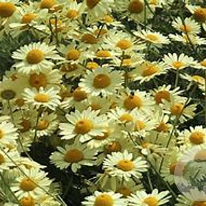 Anthemis tinctoria GM P9