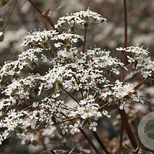 Anthriscus sylvestris 'Ravenswing' GM P9