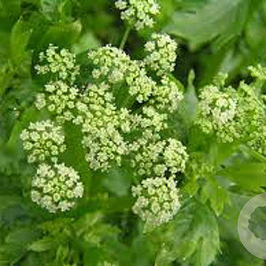 Apium graveolens GM P9