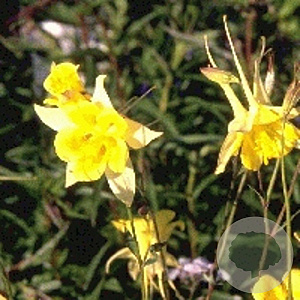 Aquilegia chrysantha 'Yellow Queen' GM P9