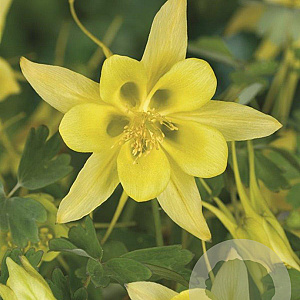 Aquilegia chrysantha 'Yellow Queen' GM P9