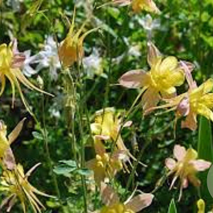 Aquilegia McKana Hybrids GM P9