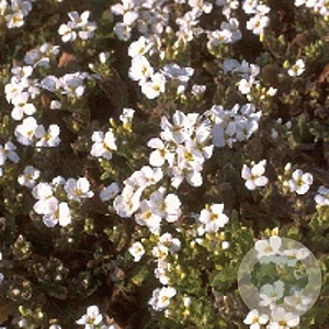 Arabis caucas. 'Schneehaube' GM P9