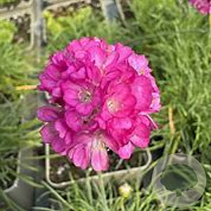 Armeria mar. 'Rosea' GM P9