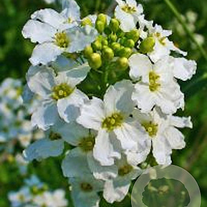 Armoracia rusticana GM P9