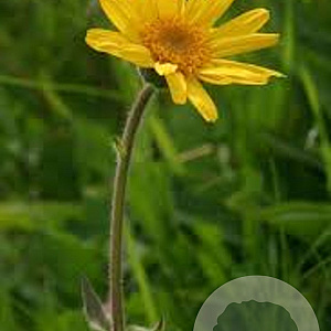 Arnica montana GM P9