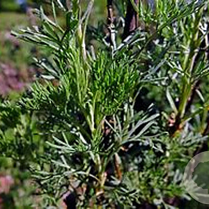 Artemisia abrotanum GM P9